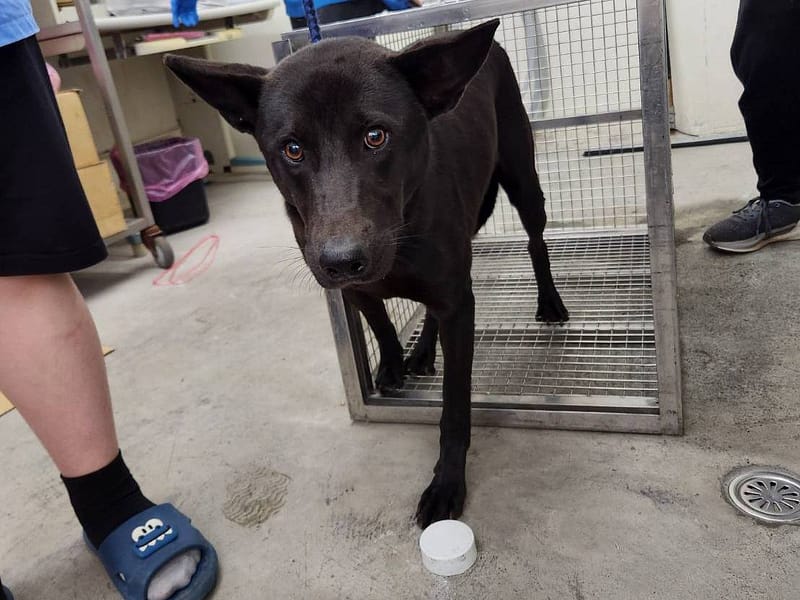 【待認養】混種犬 狗 (女生) - 臺北市動物之家