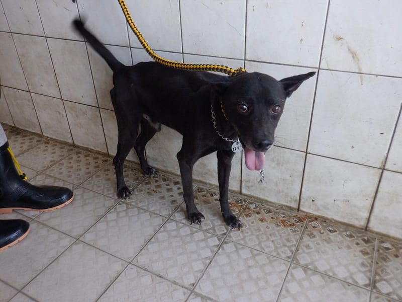 【待認養】混種犬 狗 (男生) - 南投縣公立動物收容所