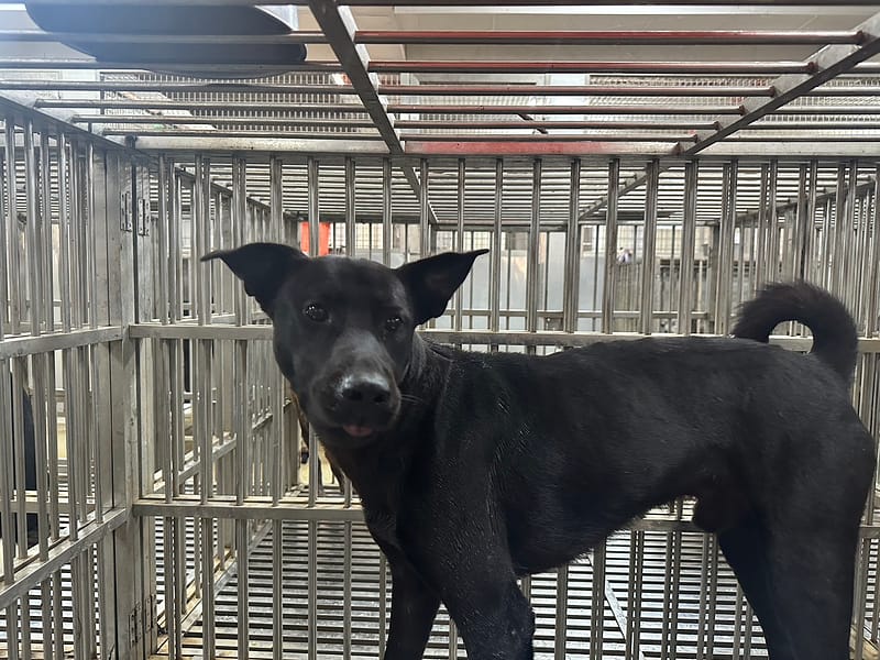 【待認養】混種犬 狗 (男生) - 桃園市動物保護教育園區