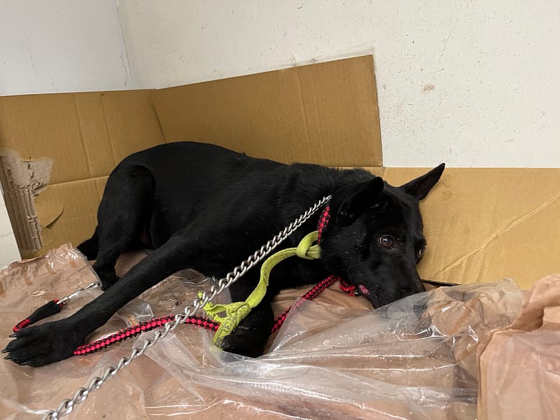 【待認養】混種犬 狗 (男生) - 臺北市動物之家