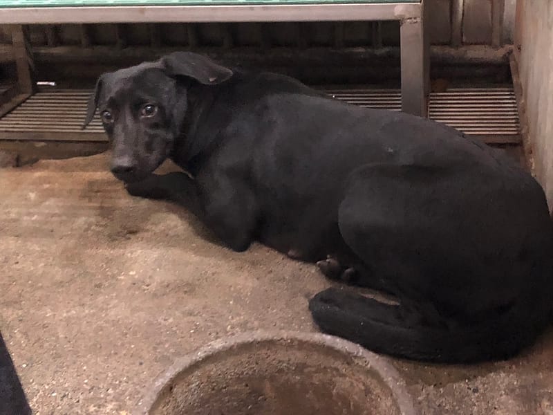 【待認養】混種犬 狗 (女生) - 彰化縣流浪狗中途之家