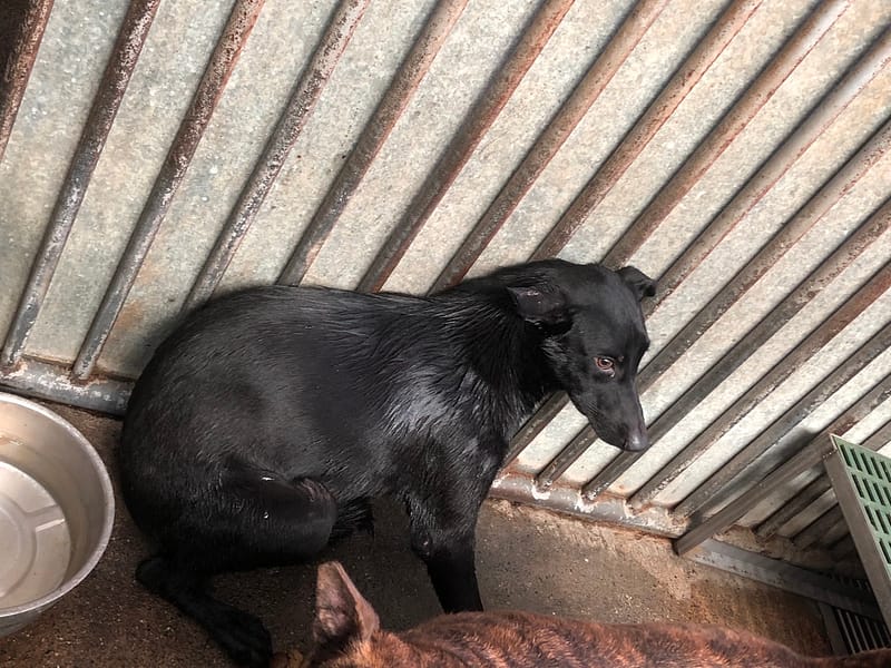 【待認養】混種犬 狗 (女生) - 彰化縣流浪狗中途之家