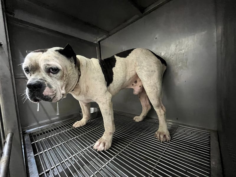 【待認養】美國惡霸犬 狗 (男生) - 臺北市動物之家