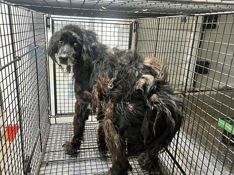 【待認養】混種犬 狗 (男生) - 桃園市動物保護教育園區