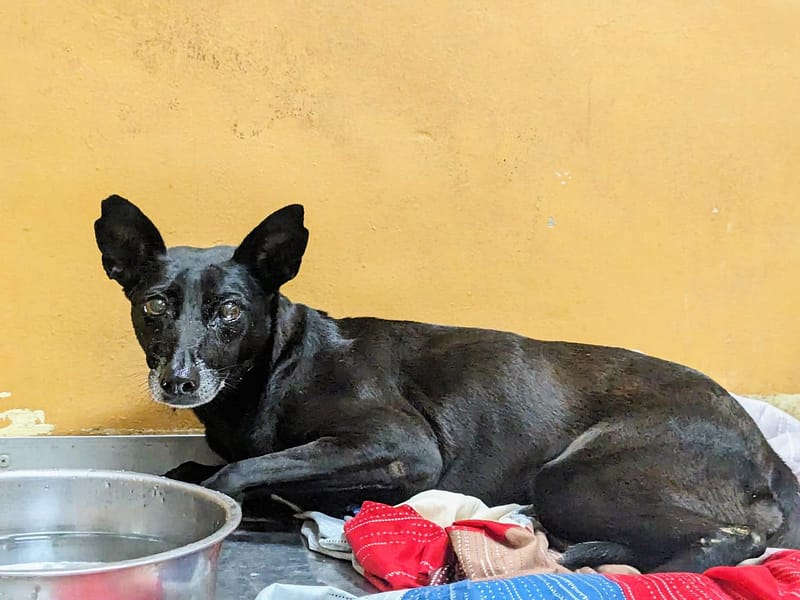 【待認養】混種犬 狗 (女生) - 新竹縣動物保護教育園區