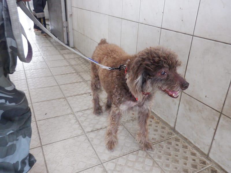 【待認養】貴賓犬 狗 (男生) - 南投縣公立動物收容所