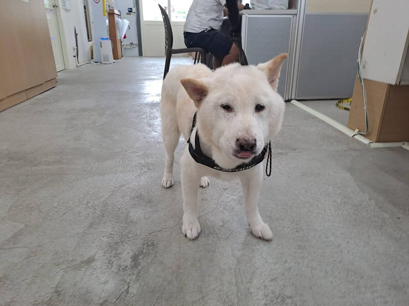 【待認養】柴犬 狗 (男生) - 臺北市動物之家
