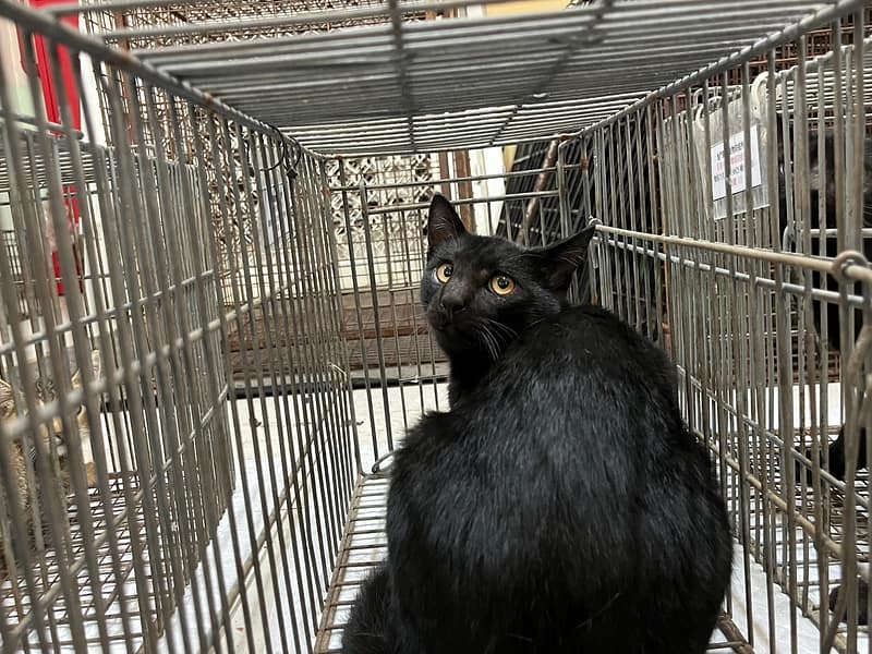 【待認養】混種貓 貓 (男生) - 金門縣動物收容中心