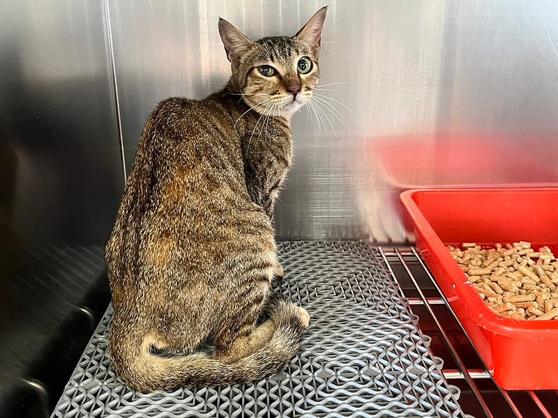 【待認養】混種貓 貓 (女生) - 桃園市動物保護教育園區