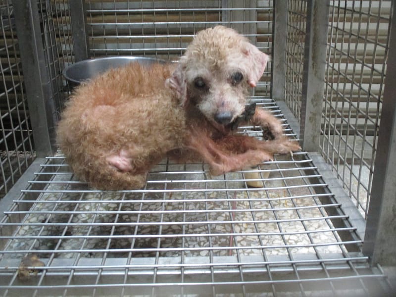 【待認養】貴賓犬 狗 (女生) - 高雄市壽山動物保護教育園區