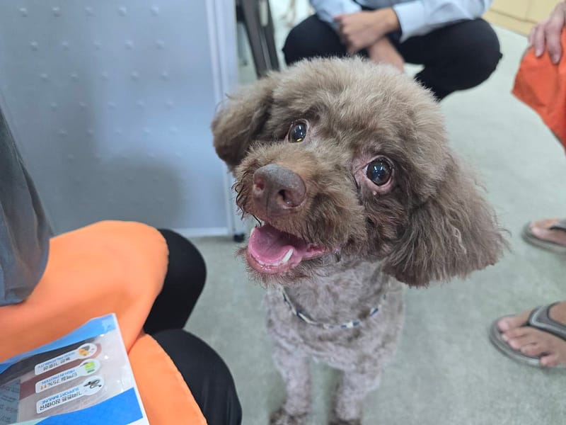 【待認養】貴賓犬 狗 (男生) - 臺北市動物之家