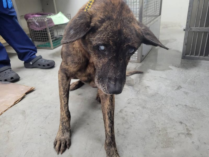 【待認養】混種犬 狗 (男生) - 臺北市動物之家