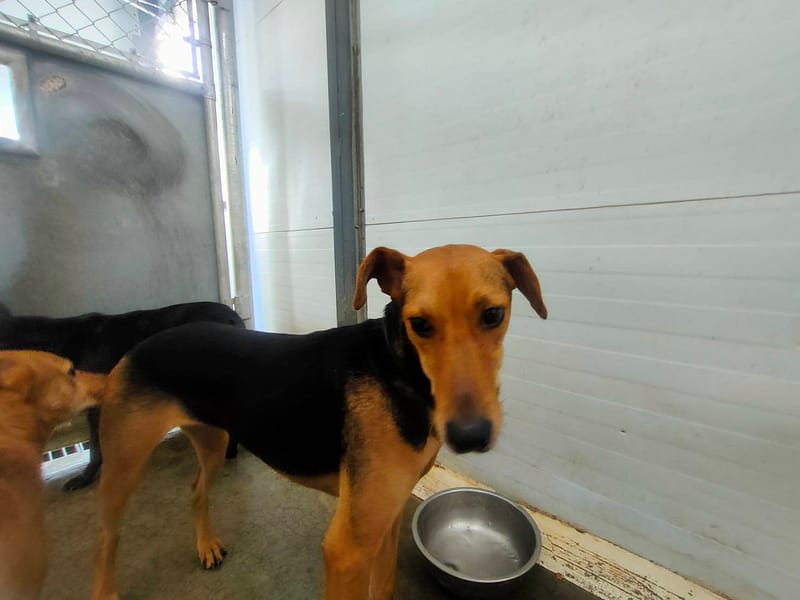 【待認養】混種犬 狗 (女生) - 臺北市動物之家