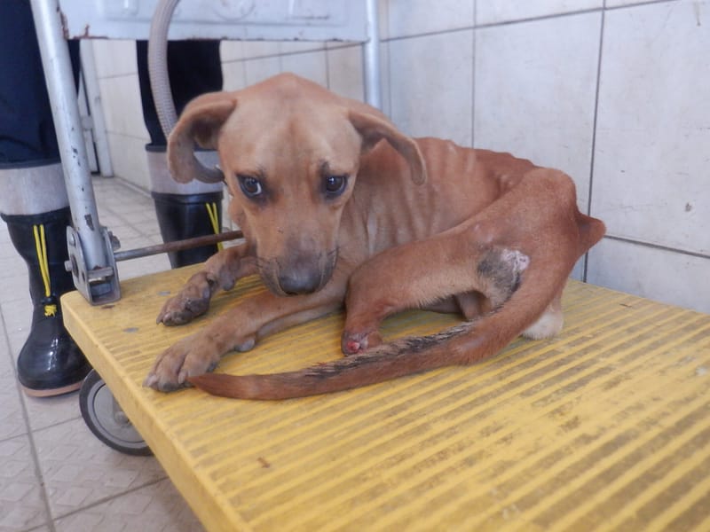 【待認養】混種犬 狗 (男生) - 南投縣公立動物收容所