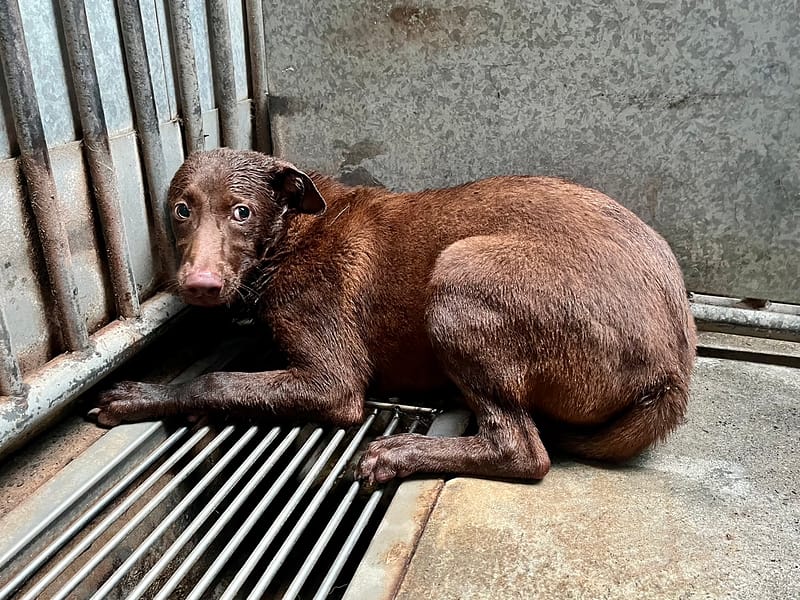 【待認養】混種犬 狗 (女生) - 彰化縣流浪狗中途之家