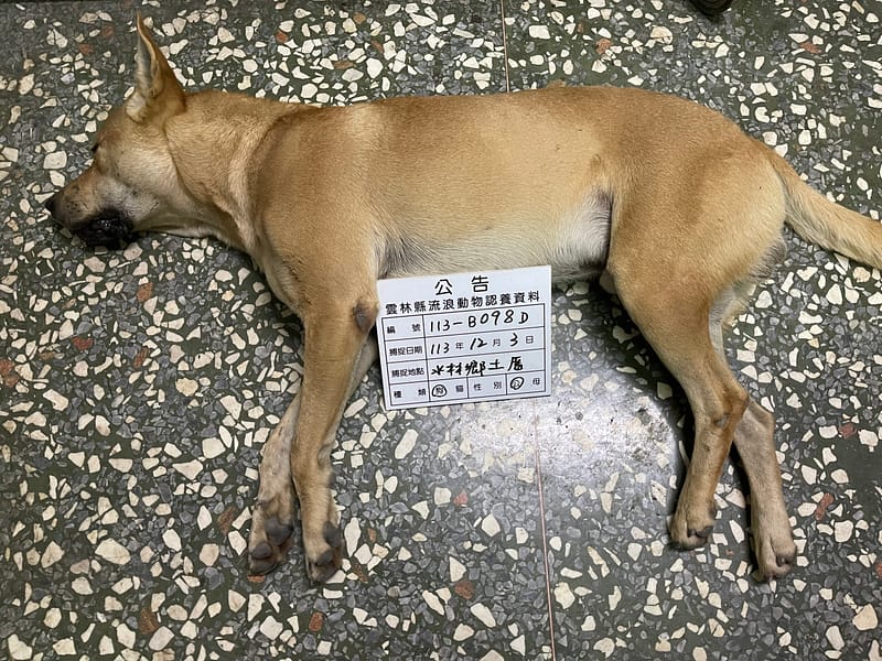 【待認養】混種犬 狗 (男生) - 雲林縣流浪動物收容所