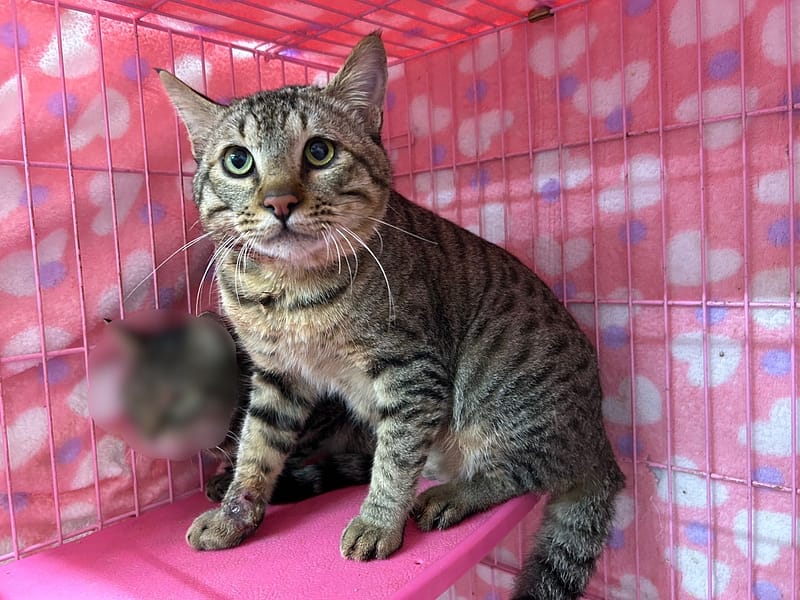 【待認養】混種貓 貓 (男生) - 臺北市動物之家