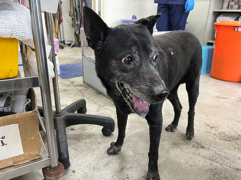 【待認養】台灣犬 狗 (男生) - 臺北市動物之家