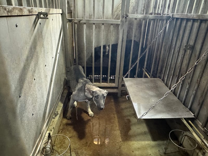 【待認養】混種犬 狗 (女生) - 臺南市動物之家善化站