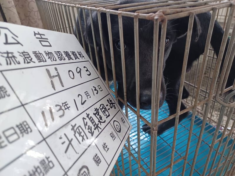【待認養】混種犬 狗 (男生) - 雲林縣流浪動物收容所