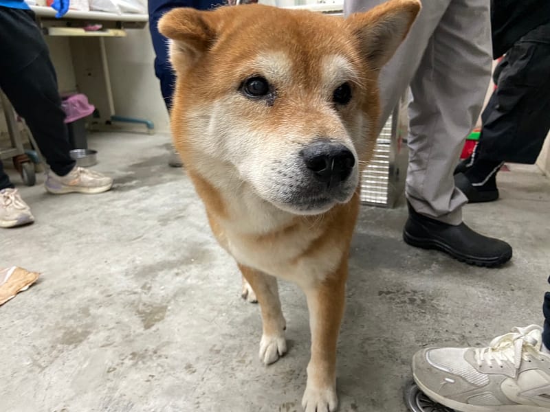 【待認養】柴犬 狗 (男生) - 臺北市動物之家