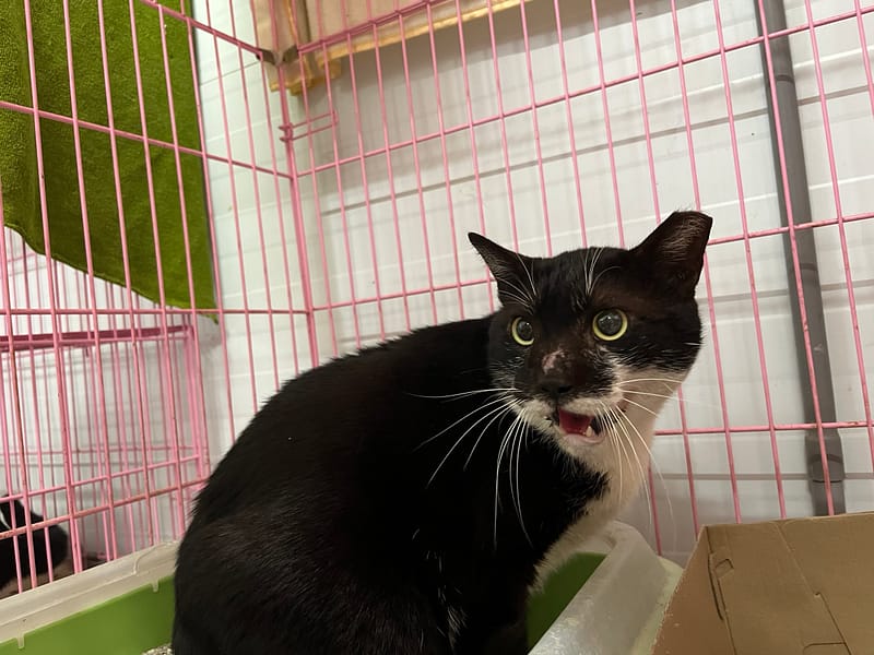 【待認養】混種貓 貓 (男生) - 臺北市動物之家