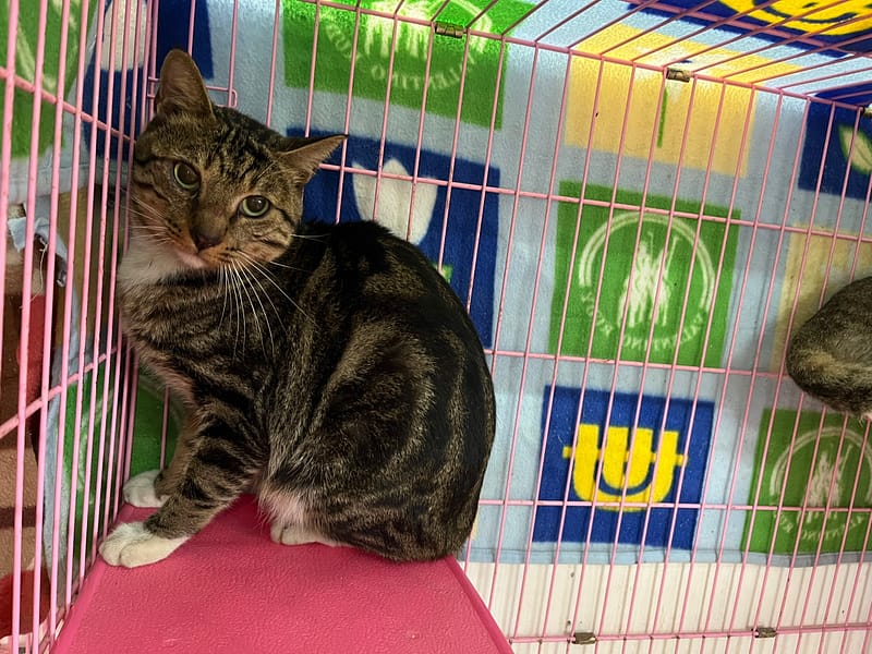 【待認養】混種貓 貓 (男生) - 臺北市動物之家