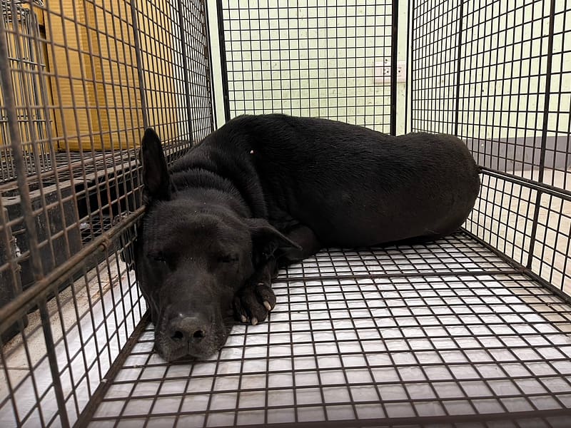 【待認養】混種犬 狗 (男生) - 金門縣動物收容中心