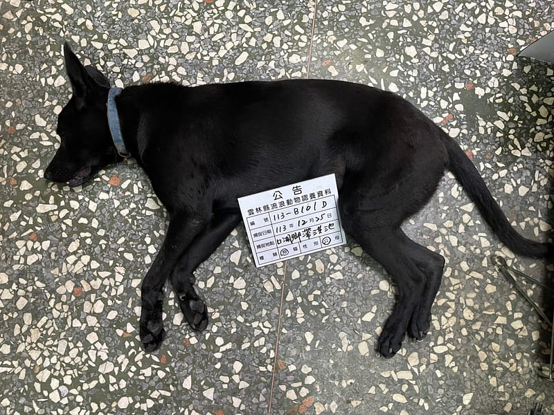 【待認養】混種犬 狗 (男生) - 雲林縣流浪動物收容所