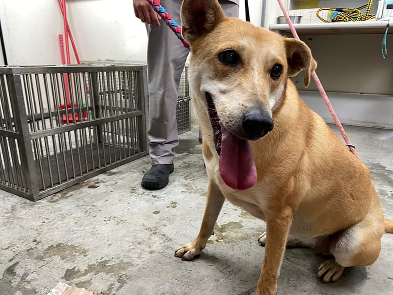 【待認養】混種犬 狗 (女生) - 臺北市動物之家