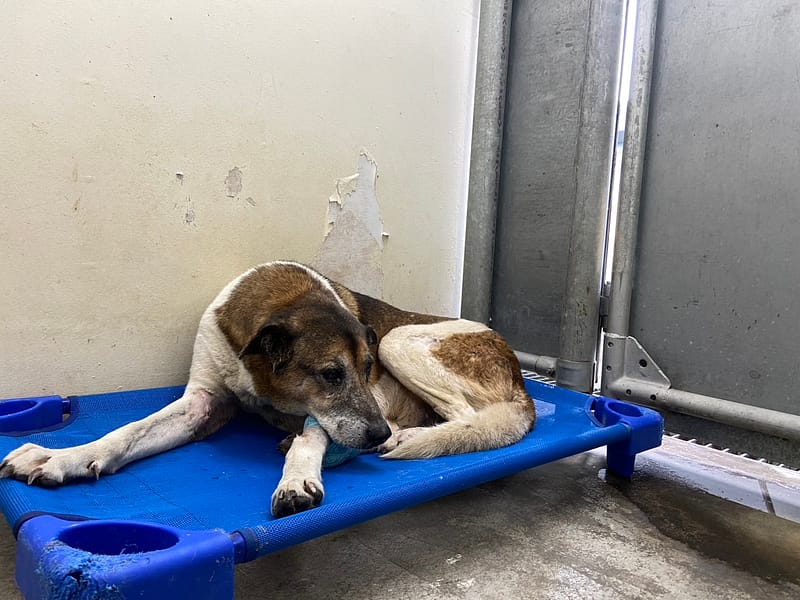 【待認養】混種犬 狗 (男生) - 臺北市動物之家