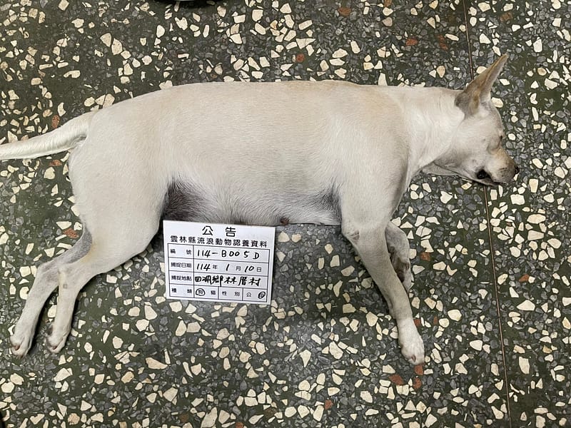 【待認養】混種犬 狗 (女生) - 雲林縣流浪動物收容所