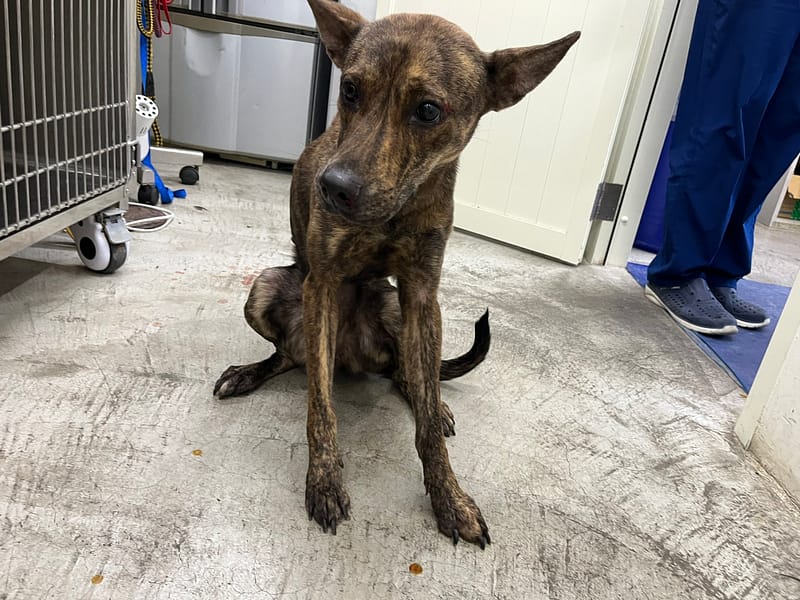 【待認養】混種犬 狗 (女生) - 臺北市動物之家