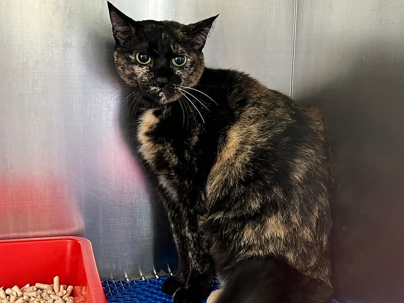 【待認養】混種貓 貓 (女生) - 桃園市動物保護教育園區