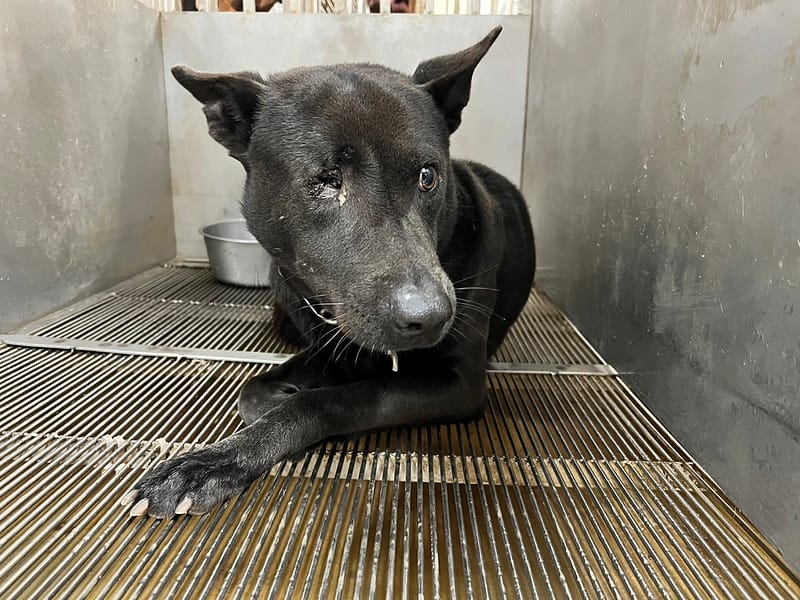 【待認養】混種犬 狗 (男生) - 桃園市動物保護教育園區