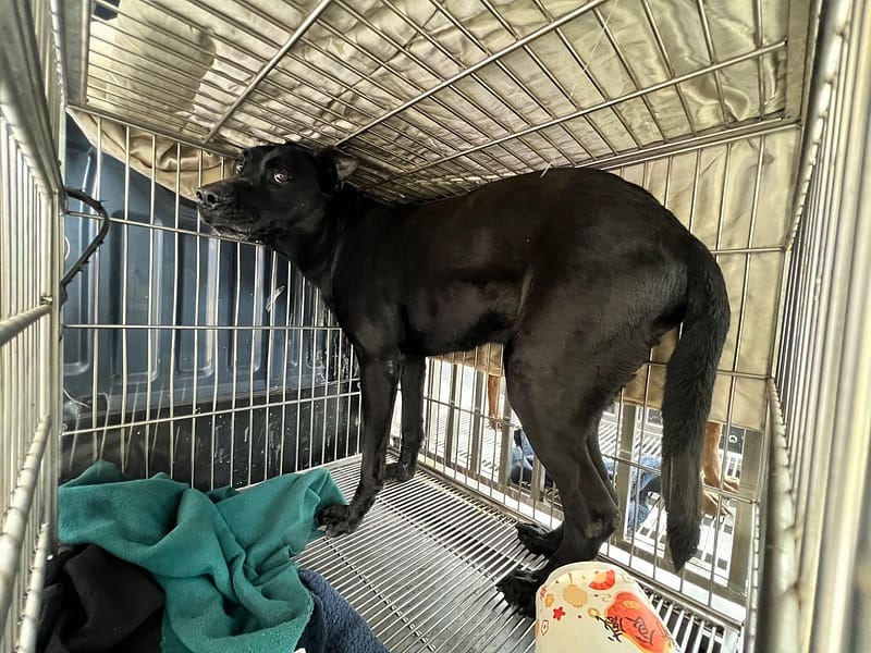 【待認養】混種犬 狗 (男生) - 桃園市動物保護教育園區