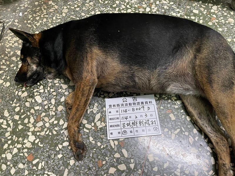 【待認養】混種犬 狗 (女生) - 雲林縣流浪動物收容所