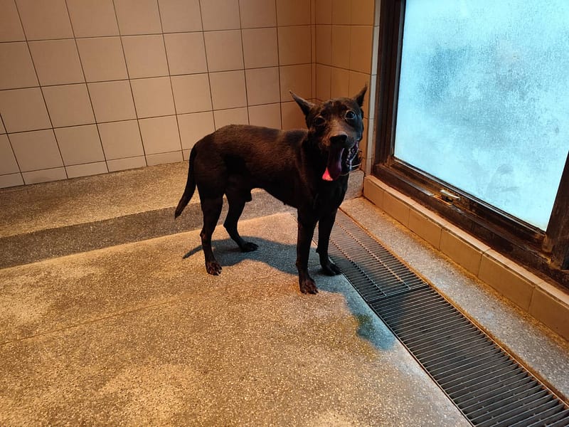 【待認養】混種犬 狗 (男生) - 高雄市燕巢動物保護關愛園區