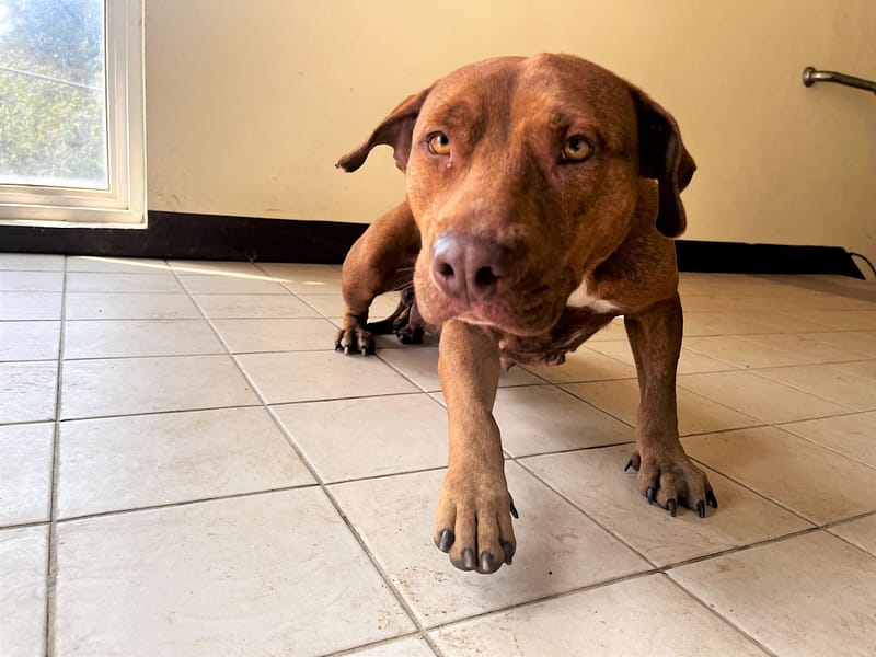 【待認養】比特犬 狗 (女生) - 桃園市動物保護教育園區