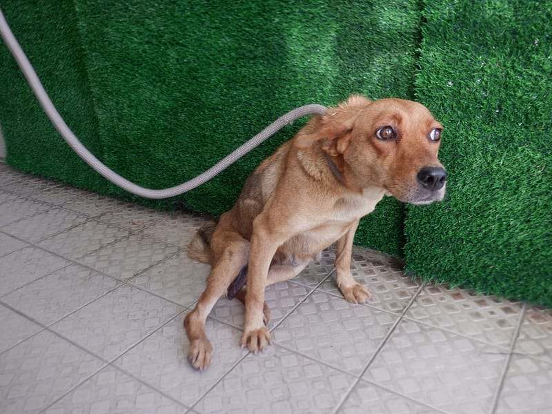 【待認養】混種犬 狗 (女生) - 南投縣公立動物收容所