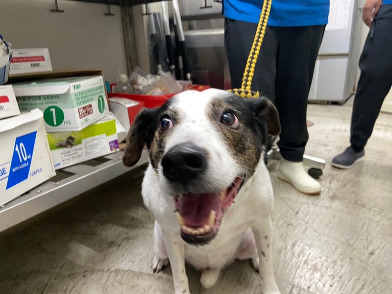 【待認養】混種犬 狗 (女生) - 臺北市動物之家