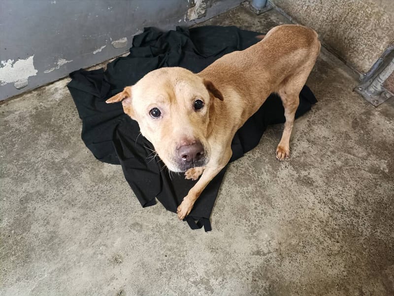 【待認養】混種犬 狗 (男生) - 新竹市動物保護教育園區