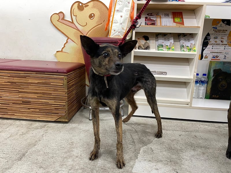 【待認養】混種犬 狗 (男生) - 臺北市動物之家