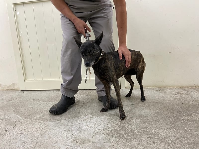 【待認養】混種犬 狗 (女生) - 臺北市動物之家