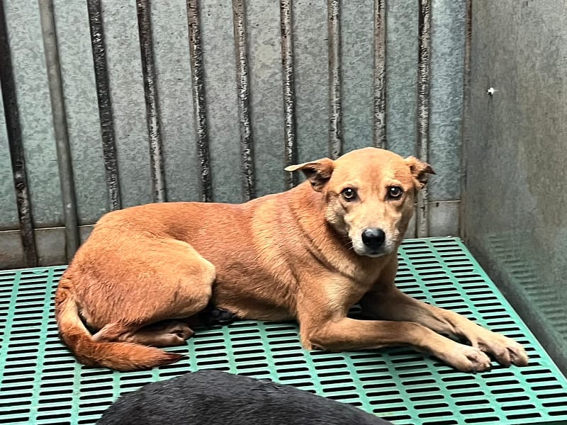 【待認養】混種犬 狗 (女生) - 彰化縣流浪狗中途之家