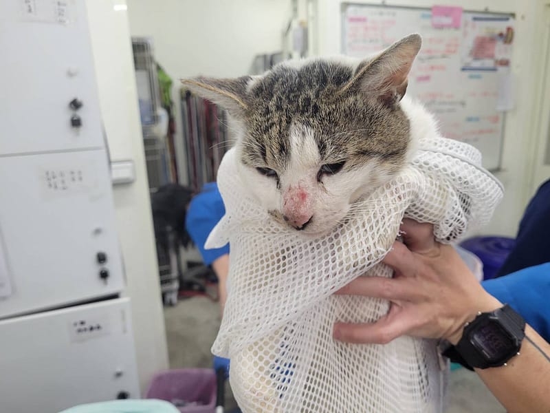 【待認養】混種貓 貓 (男生) - 臺北市動物之家