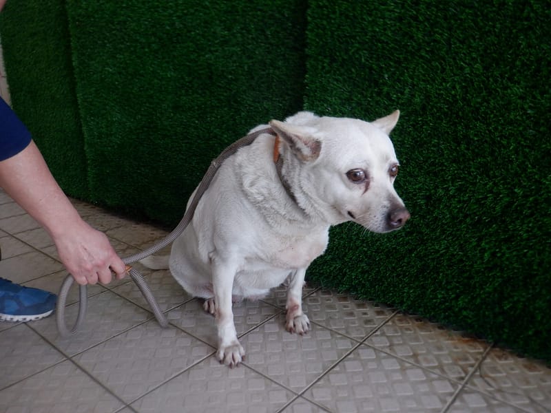 【待認養】混種犬 狗 (女生) - 南投縣公立動物收容所