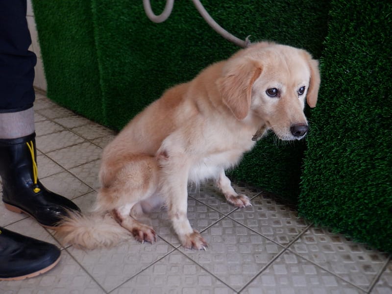 【待認養】混種犬 狗 (男生) - 南投縣公立動物收容所