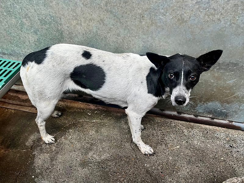 【待認養】混種犬 狗 (女生) - 彰化縣流浪狗中途之家