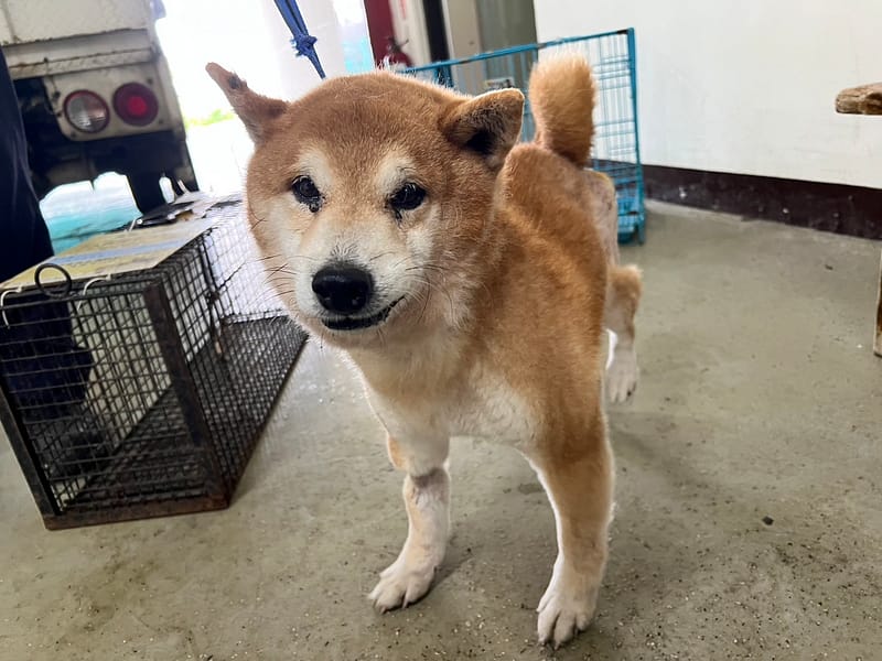 【待認養】柴犬 狗 (男生) - 桃園市動物保護教育園區